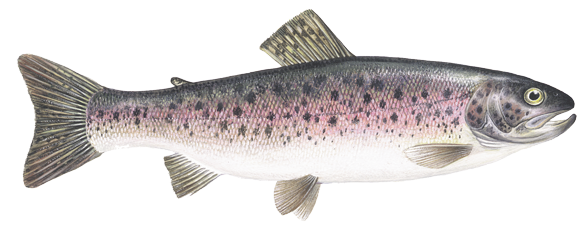 4-freshwater-trout.png